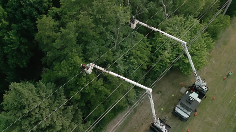 How Our Tree Care Process Works  in Globe, AZ